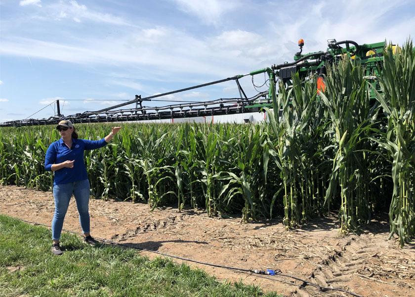 Short-stature corn, left, reaches an average height of 7', says Kelly Gillespie, head of digital ecosystem services at Bayer.