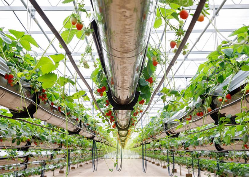 Strawberries grown hydroponically in an indoor farm 
