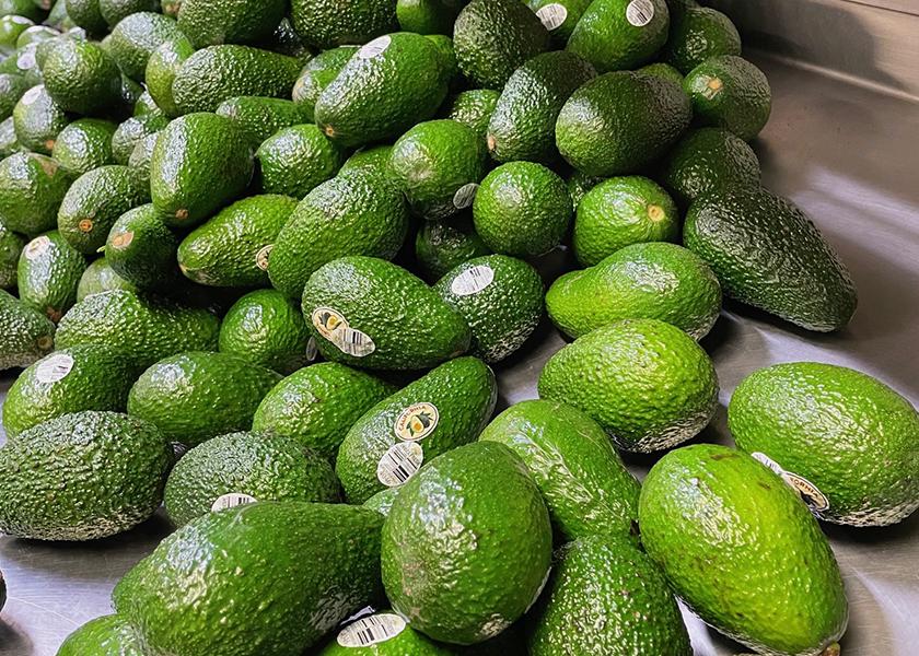 Index Fresh celebrates a successful 2022 California avocado season.