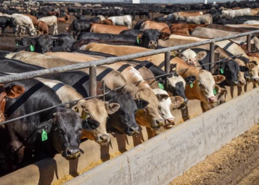 Crosby: Cattle Market Reform Cannot Wait 