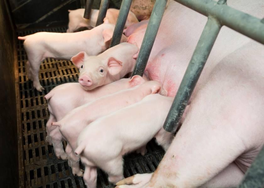 The world’s largest foodservice company, Compass Group USA, has announced its plan to eliminate pork that comes from animals bred using gestation stalls in its U.S. supply chain.