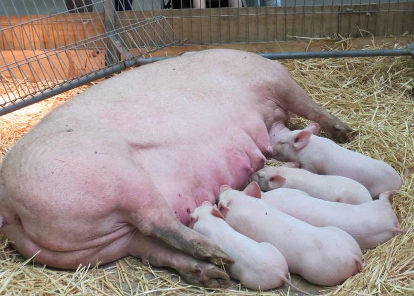 Sow and piglets on display at the Sydney Royal Show in Australia. No pigs will be on display this year at the Melbourne Royal Show.
