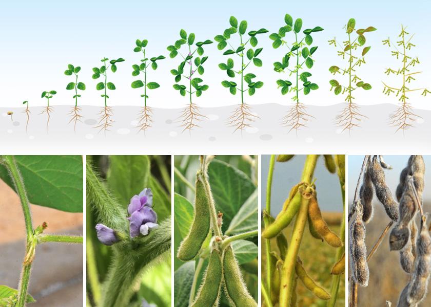  Use this guide to understand the vegetative and reproductive stages of soybeans.