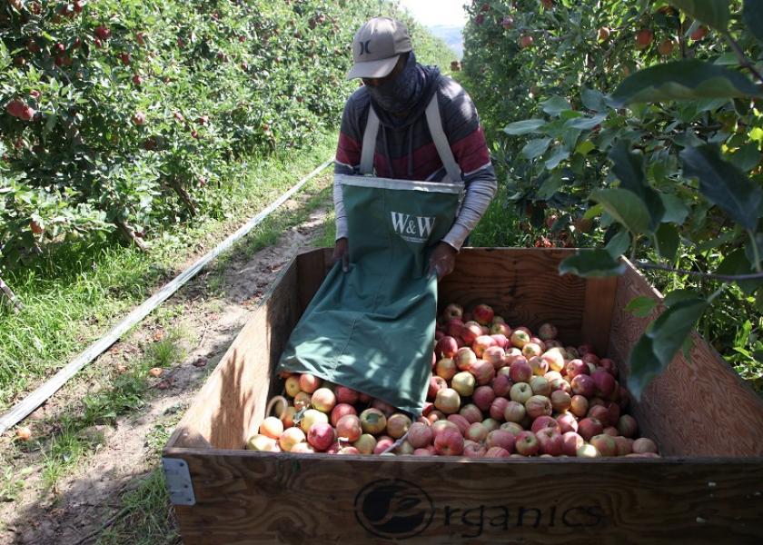 Organic gala harvest at Domex Superfresh Growers