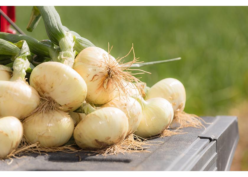 Vidalia onion season begins April 17, 2023.