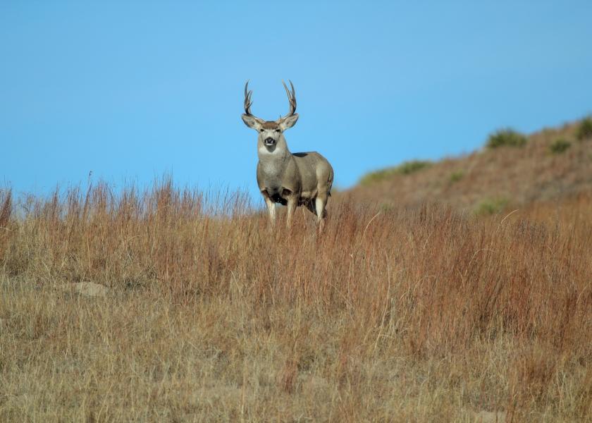 Seeking additional income options for your operation? Landowners might consider leasing out their land for wildlife activities, including hunting, fishing or birding.