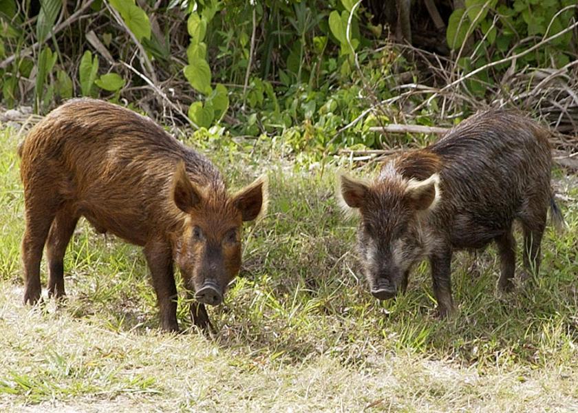 Feral pigs.