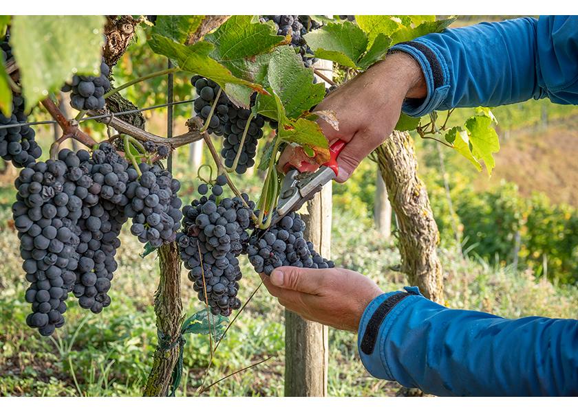 “While there still may be challenges ahead for global exports, the 2023 export marketing campaign will work to drive demand for California table grapes around the world,” said Kathleen Nave.