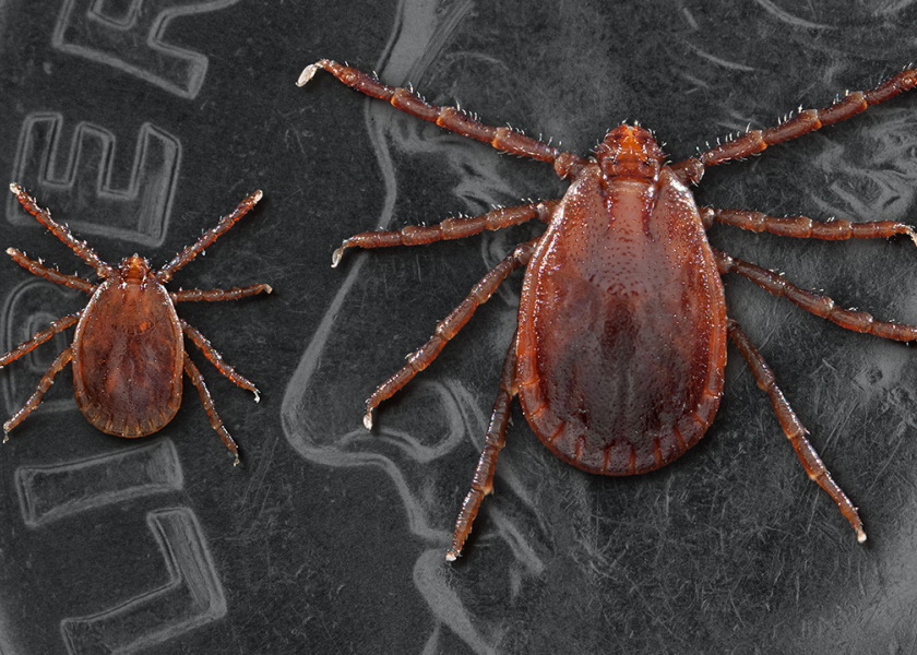 Female Longhorned ticks can lay thousands of eggs.