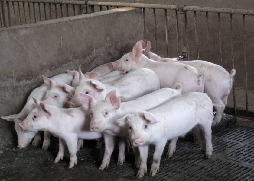 The Agriculture, Fisheries and Conservation Department said 19 of 30 pigs tested had African swine fever and that transportation of pigs from the farm had been immediately suspended
