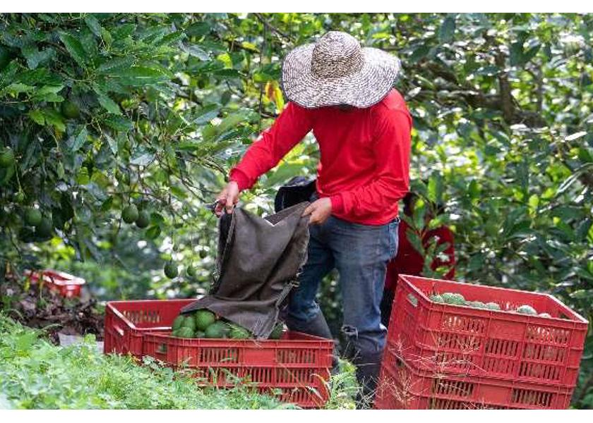 Awe Sum Organics offers organic, fair trade avocados year-round.