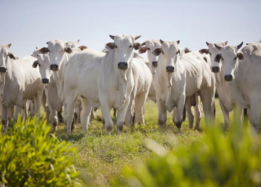 Brazil's beef exports to China will be halted starting Thursday after a case of mad cow disease was confirmed in the northern state of Para, the country's agriculture and livestock ministry said on Wednesday.