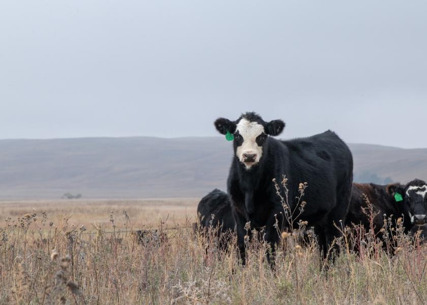 Whether you sold cows earlier this year or plan to sell some before the end of the year, University of Nebraska experts share a few tax considerations to review.