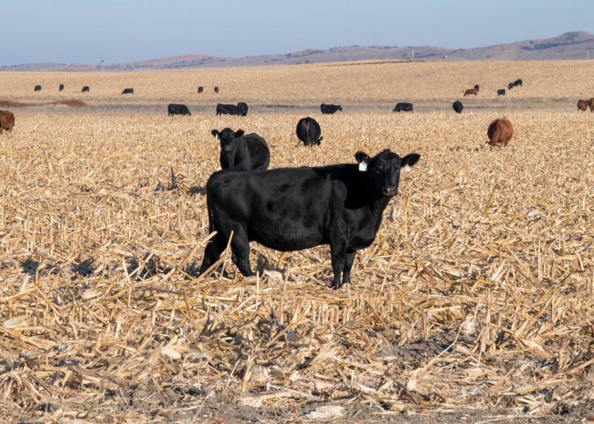 Grazing cornstalks or drought-stricken corn can fill feed gaps during drought, says University of Missouri Extension beef nutritionist Eric Bailey.