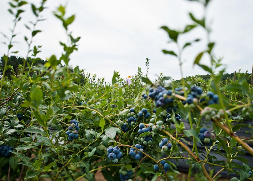 Chilean blueberries ripening on the bush.