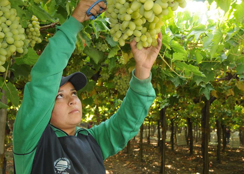 The Chilean Fruit Exporters Association has announced a strategic plan for a newly formed grape committee. 