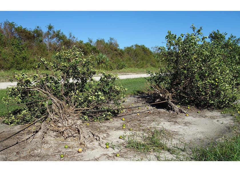 Citrus trees after Hurricane Ian.