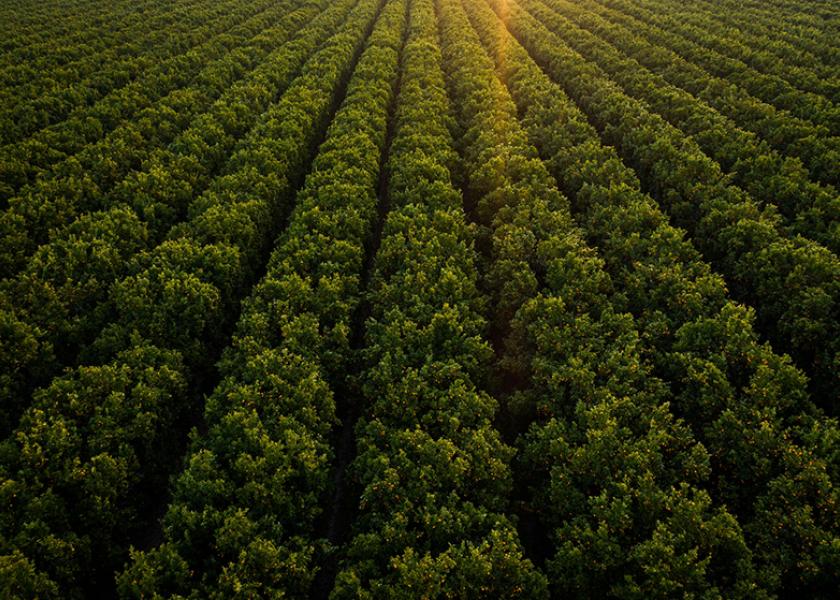 Acres of Fowler Packing Company mandarin trees at sunset. 