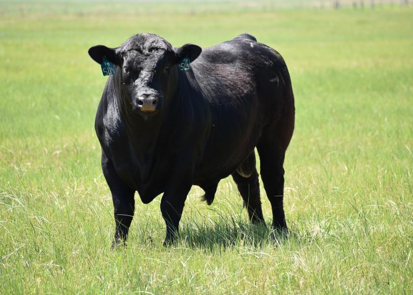 Get Bulls Tested to Prepare the Upcoming Breeding Season