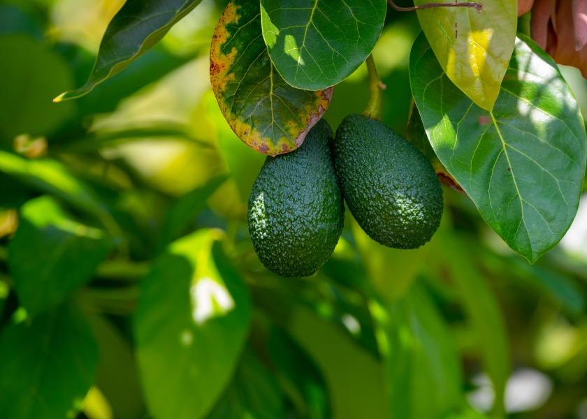 The state of California boasts approximately 3,000 avocado growers. 