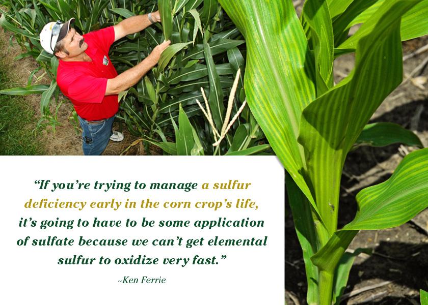   Nitrogen might be the king of yield, but if a corn plant is sulfur deficient, it won’t reach its maximum potential.