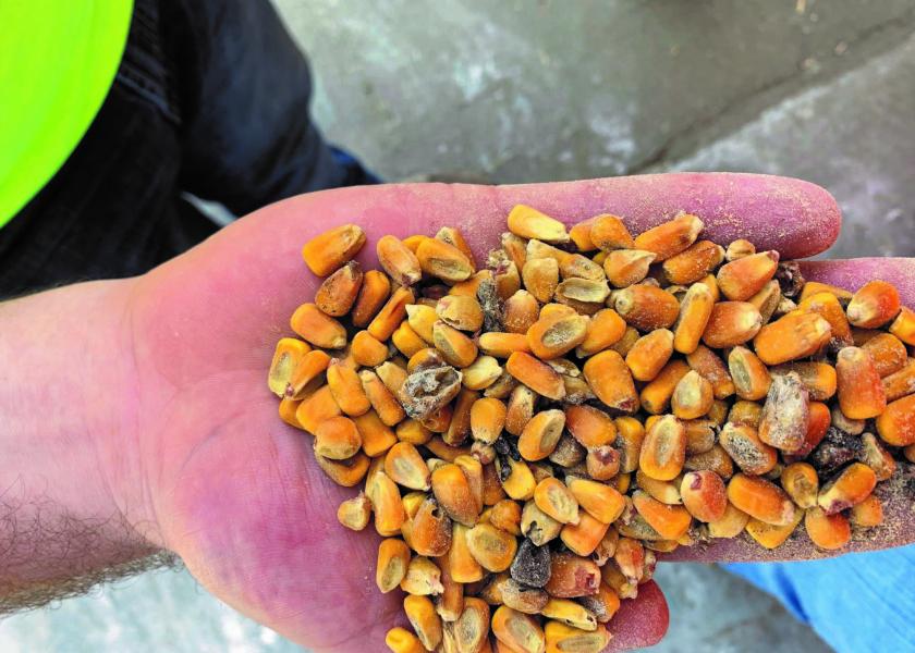 The 2022 grain growing season in many areas of the U.S. provided weather stress that may have allowed for mycotoxins to be present in harvested grains. Could mycotoxins be found in your feed?