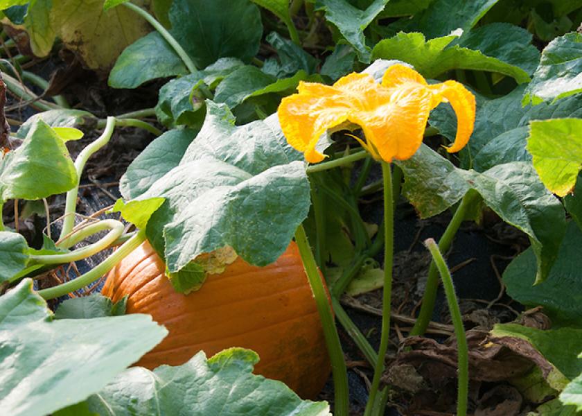 A jack-o’-lantern pumpkin variety hides beneath vines at the Purdue Student Farm. 