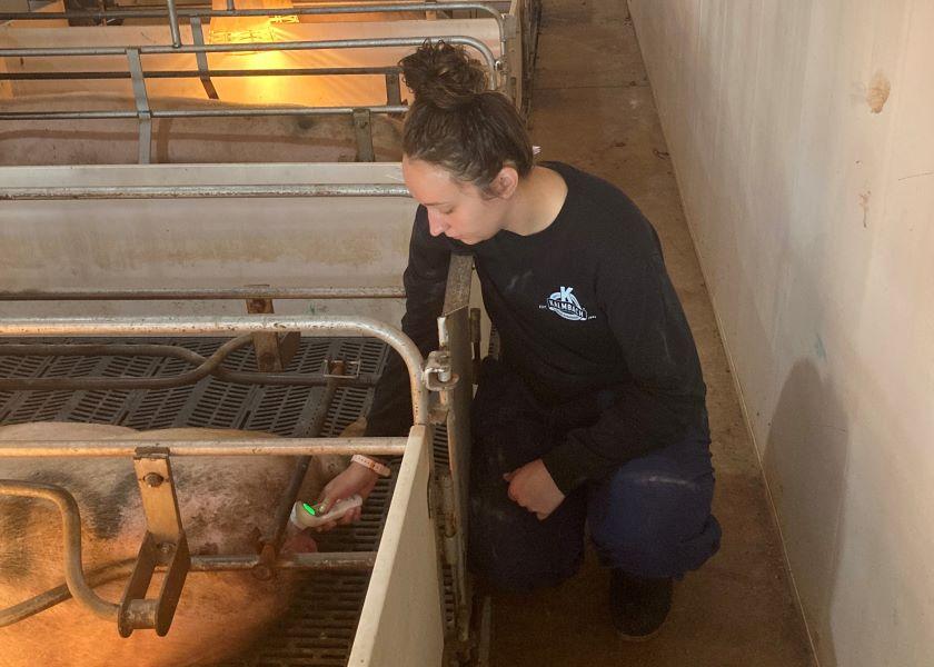 Infrared technology offers quicker and more efficient temperature readings, and by obtaining rectal temperatures, it can help detect sick sows earlier.