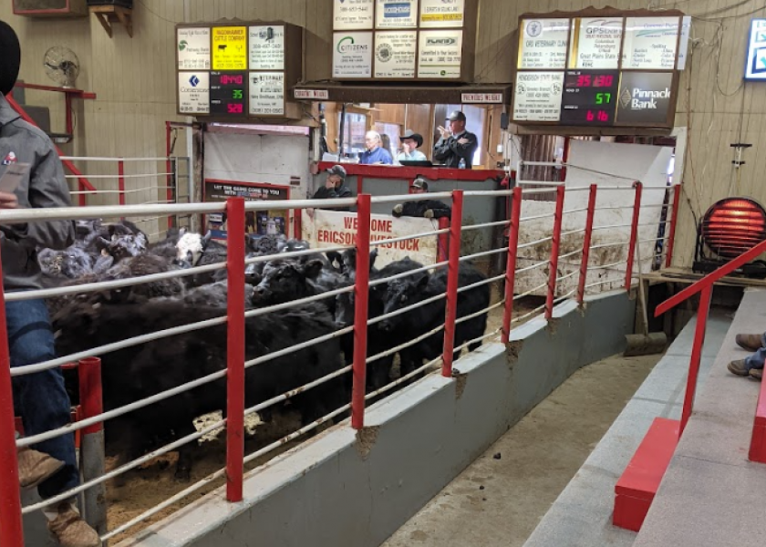 Castrating Beef Calves  New Mexico State University - BE BOLD