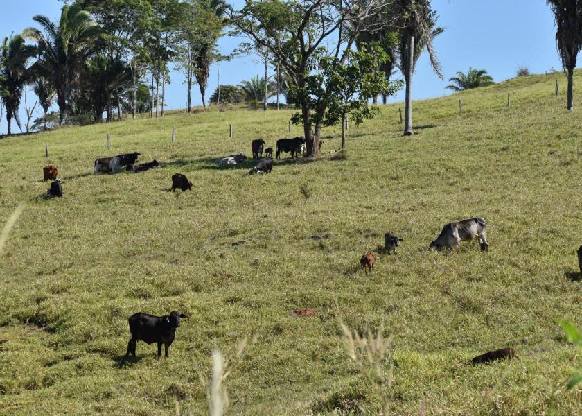 An extended dry season puts more stress on cattle in the Amazon.