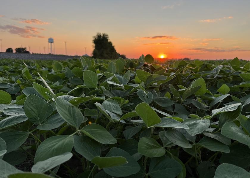 Led by University of Illinois researchers, the team is focused on a project called “Realizing Increased Photosynthetic Efficiency” or RIPE. The mission of RIPE is to end global hunger worldwide by improving the complex process of photosynthesis and the role it plays in crop production.