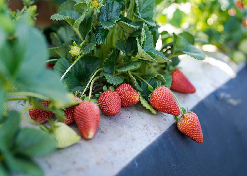 An abundant strawberry crop is predicted.