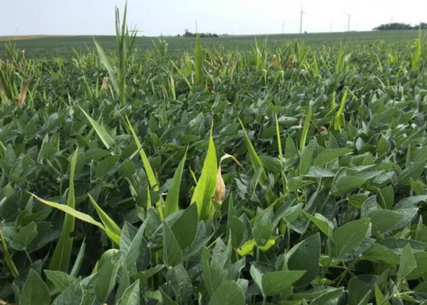 This was a familiar scene in Midwest soybean fields this season. Volunteer corn contribute to yield loss and can also shelter corn rootworm eggs. Agronomists recommend planning ahead to control or monitor the pest for the 2023 season.

