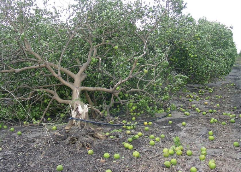 The heaviest damage from Hurricane Ian to Florida citrus groves occurred in southwest Florida, an important region for orange production. Industry leaders are still evaluating the extent of damage to the citrus crop.