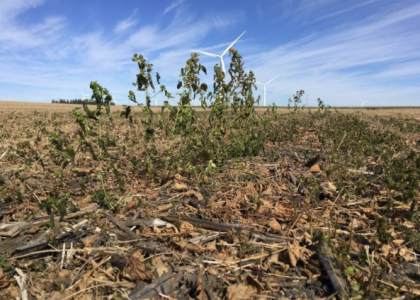 Asian copperleaf was found in an Iowa soybean field this summer. In 2016, the weed was found in an Iowa cornfield.