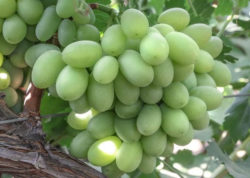 Sugar Crisp grape variety. International Fruit Genetics LLC had worked with an Italian court to halt a farm's unauthorized growing of the company's protected table grape varietal Sugar Crisp. The harvested fruit is being donated to a nonprofit organization.