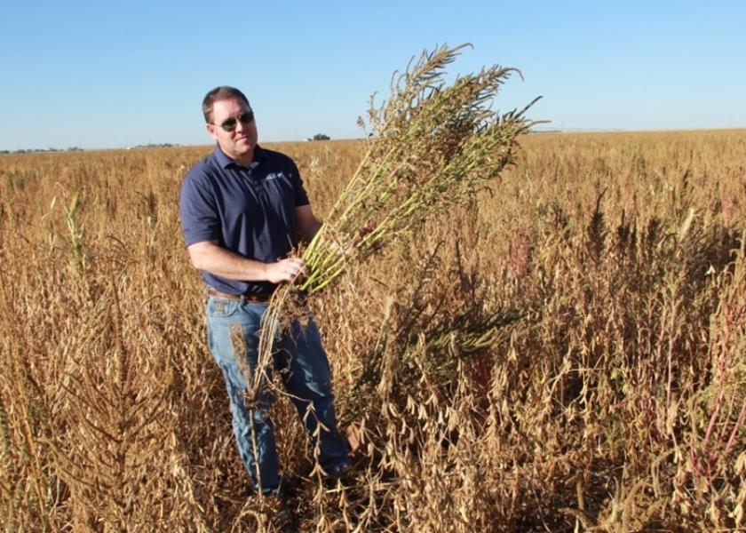 Frenchman Valley Coop's Ben Sauder, VP of Agronomy is shown above standing in a soybean field infested with Palmer amaranth. “We’re going to have to really work hard in the next several years to get these weeds back under control because we’ve lost 20 years of weed control in just this one past year,” he says.