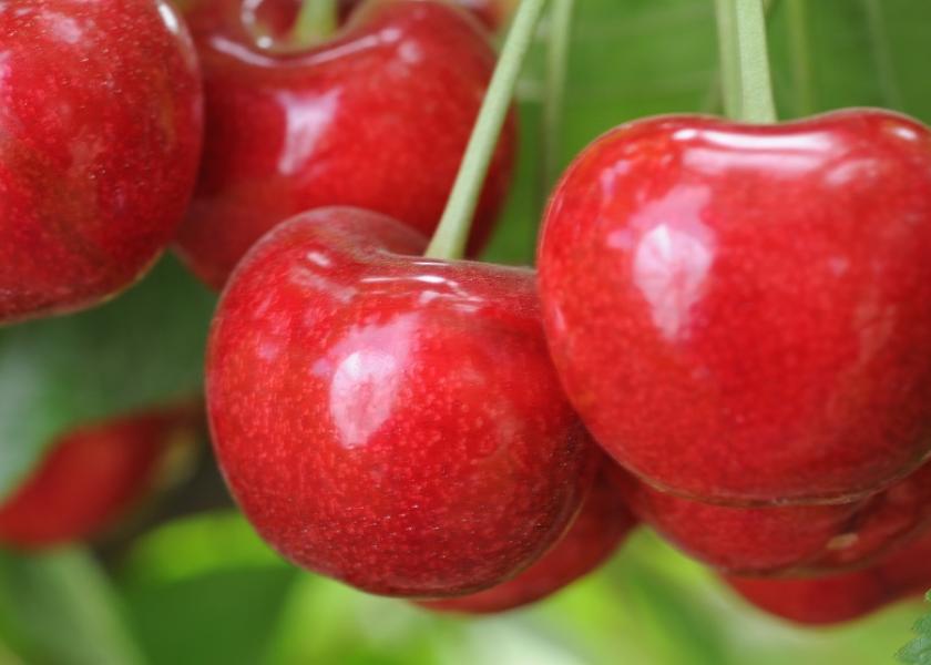 Chile is a dominant global exporter of cherries.