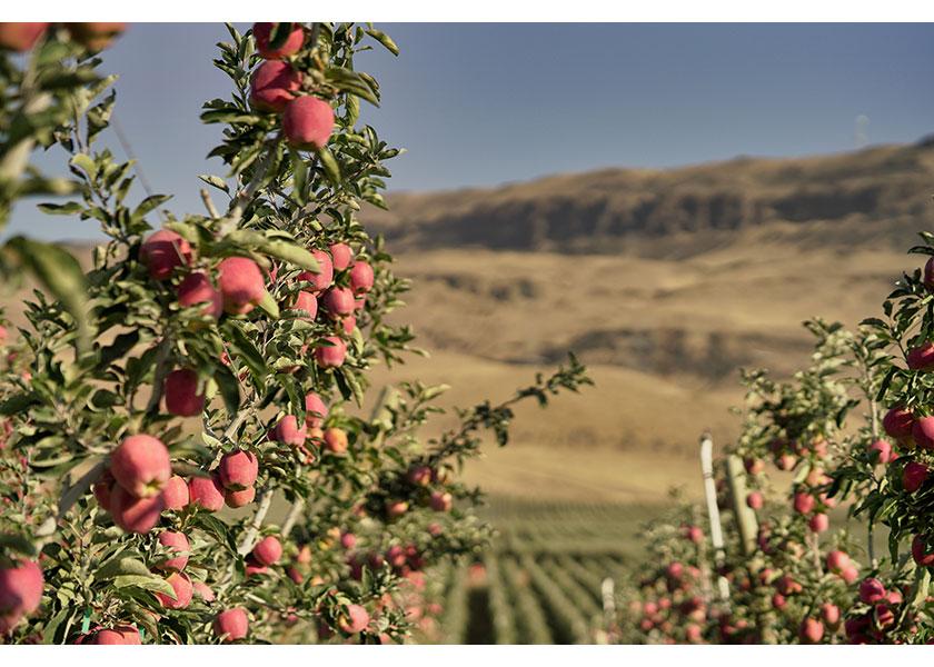 The Washington apple crop forecast is up 9%, the USDA says.