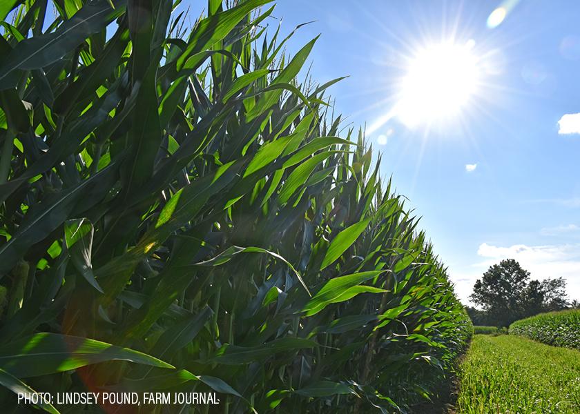 “Mexico’s decree, which runs counter to scientific findings and is in direct violation of USMCA, is negatively impacting American corn growers,” said Tom Haag, NCGA president. 