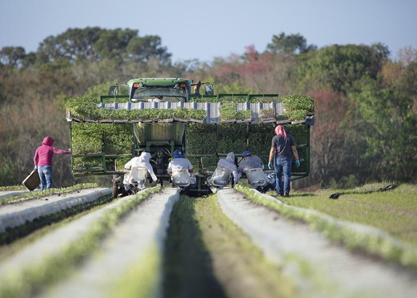 Workers transplant tomatoes in Central Florida. 