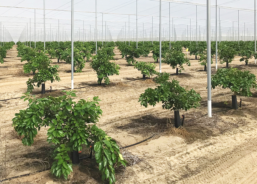 One way Dundee, Fla.-based Dundee Citrus Growers Association, whose fruit is marketed by Florida Classic Growers, enhances sustainability is by implementing the CUPS — citrus under protective screen — protocol to grow grapefruit trees, says CEO Steve Callaham.