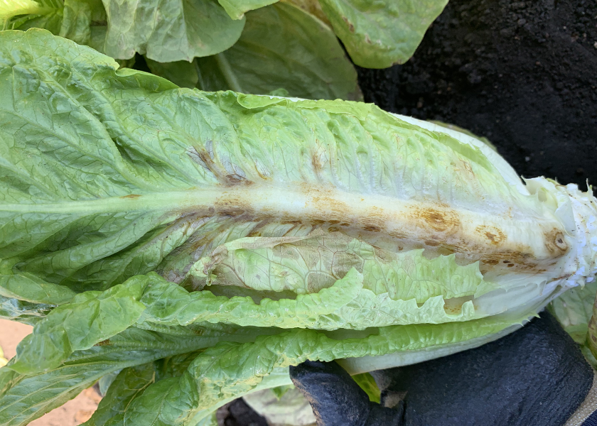 This head of romaine lettuce showing damage from the Impatiens Necrotic Spot Virus (INSV) in the Salinas Valley earlier this season.
