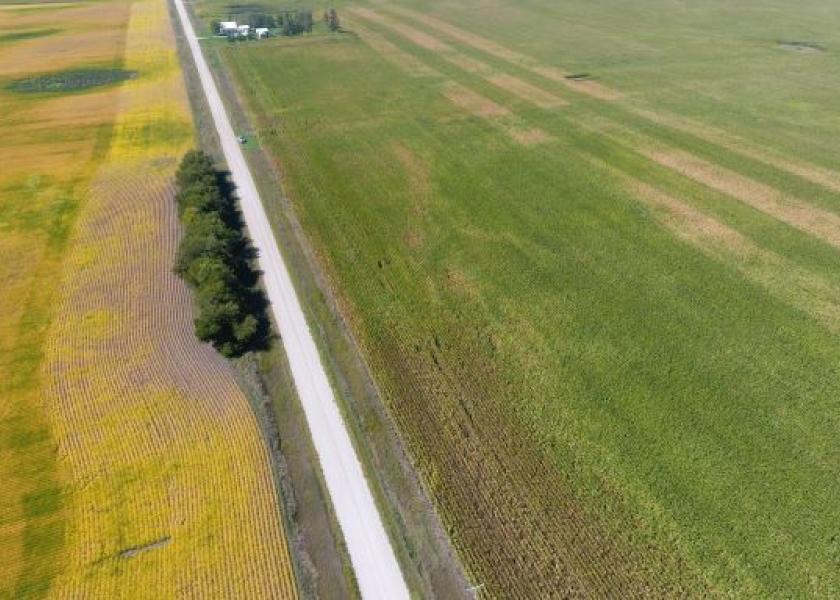 In one of Rod Pierce’s affected cornfields bordered by soybeans, a small stand of trees appears to have provided some buffer to dry, hot winds that swept across the field in late July and August. Notice how green Pierce's corn crop was early season, north of the trees. Likewise, the aerial photo shows brown outer rows of the corn crop along the white gravel road.