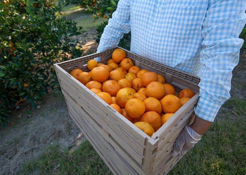 Crate of harvested satsumas