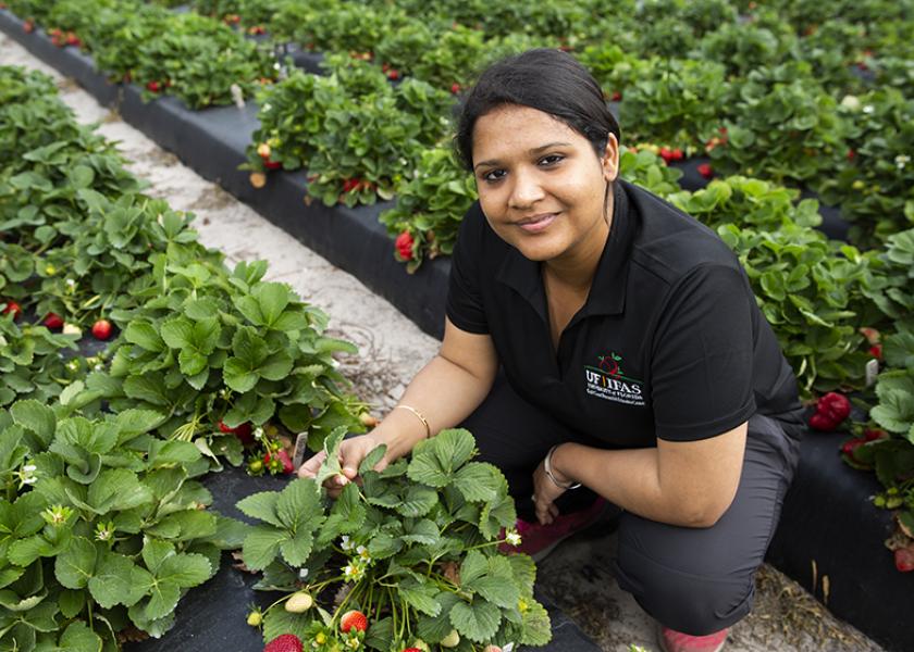 Sriyanka Lahiri, an assistant professor of entomology, surveys strawberry crops treated with UV light at the University of Florida/IFAS Gulf Coast Research and Education Center.