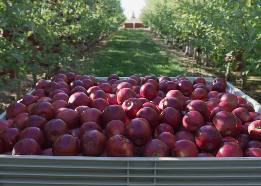 Pent-up demand for the Cosmic Crisp crop from both retailers and consumers has the apple is poised for promotions this season, according to Stemilt Growers.