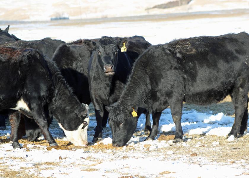 Utilization of winter forage will be critical in many parts of the country this year. Plan ahead to maximize utilization of forage resources, including: reduce wastage, maximize digestibility and extending the supply. 