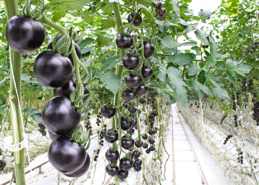 Yoom tomatoes grow in an indoor greenhouse.