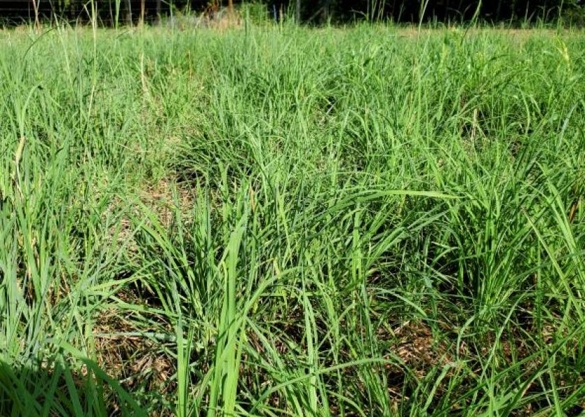 Native Grasses Enhance Conservation and Forage Production in the